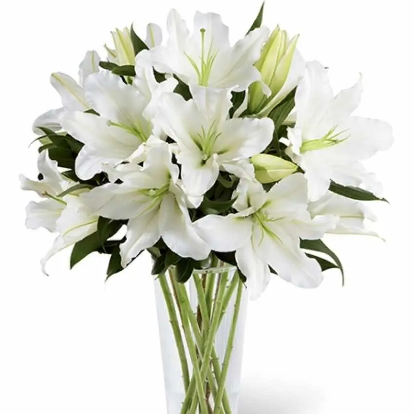 oriental lilys