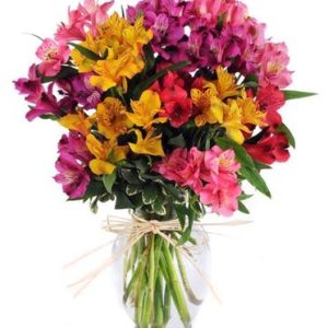 Alstroemeria