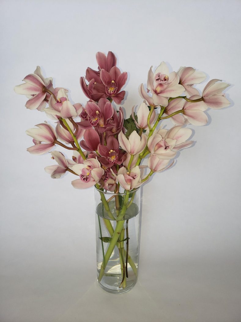 Mini Cymbidium Orchid — Pike Place Flowers 1616