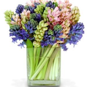 30-Hyacinth