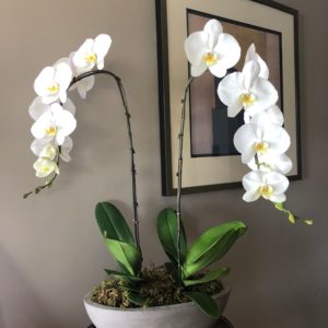 Phalaenopsisdouble