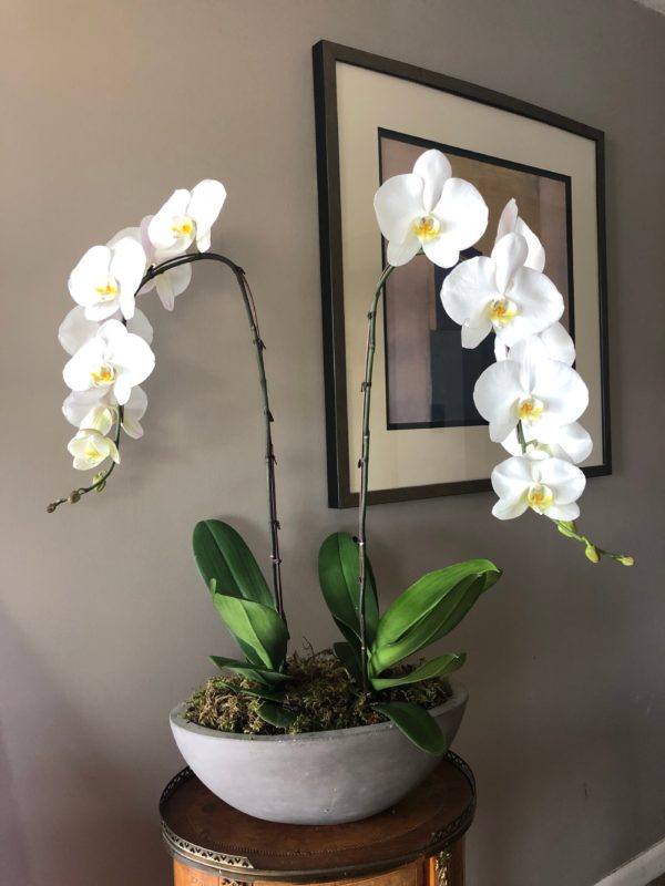 Phalaenopsisdouble