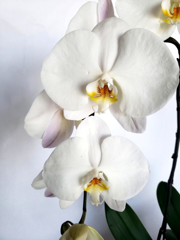 PhalaenopsisOrchid