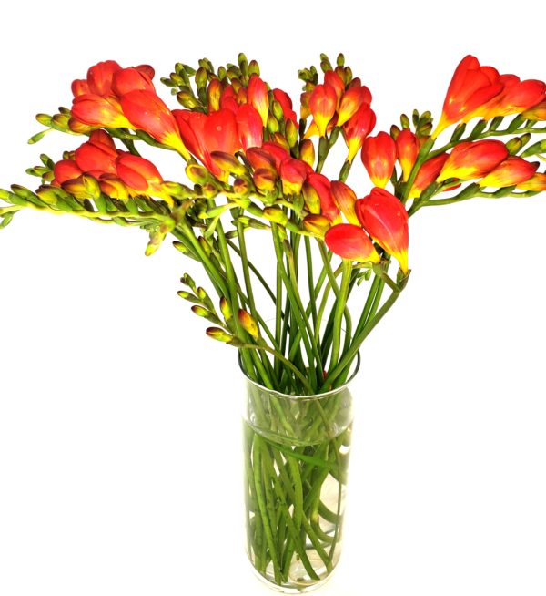 red-Freesia