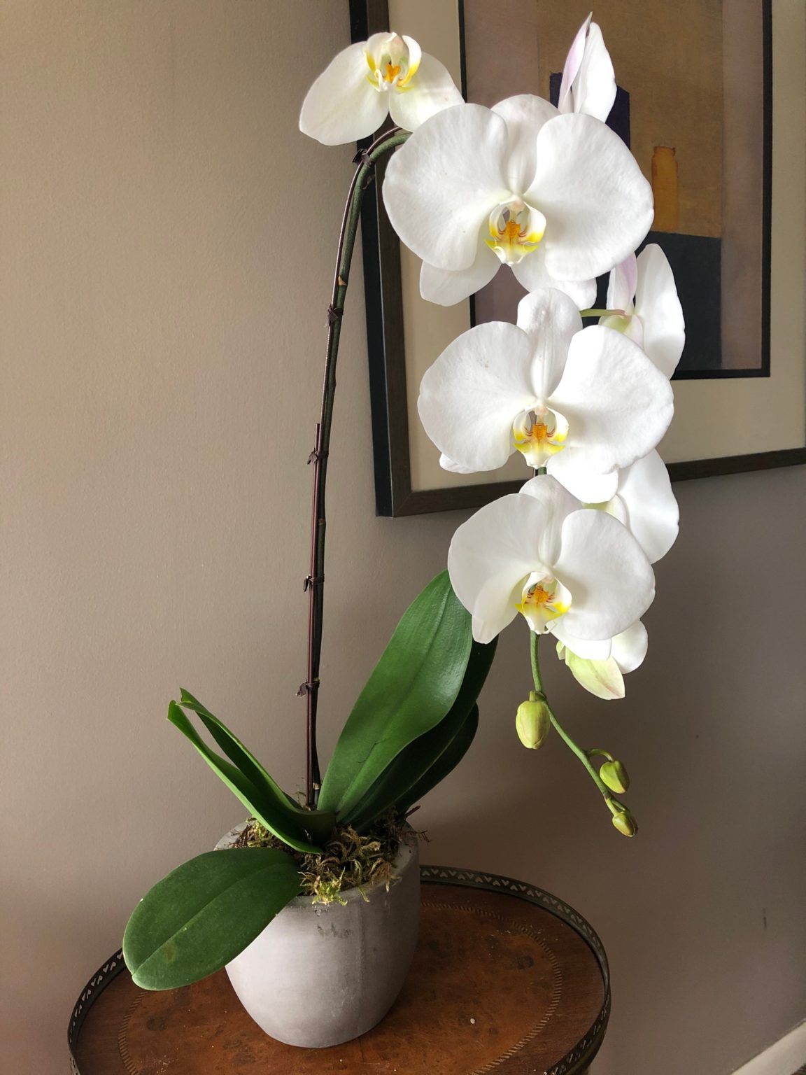 Phalaenopsis Orchid Plants — Pike Place Flowers