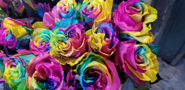 rainbow-roses