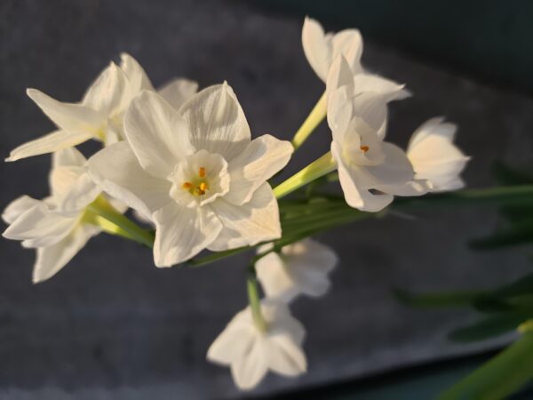 blooming_narcissus _lower