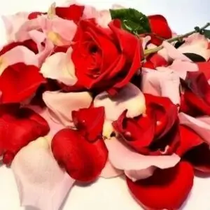 rosepetals
