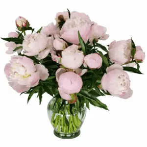 Pink peony arrangement in a clear glass vase on a white background.