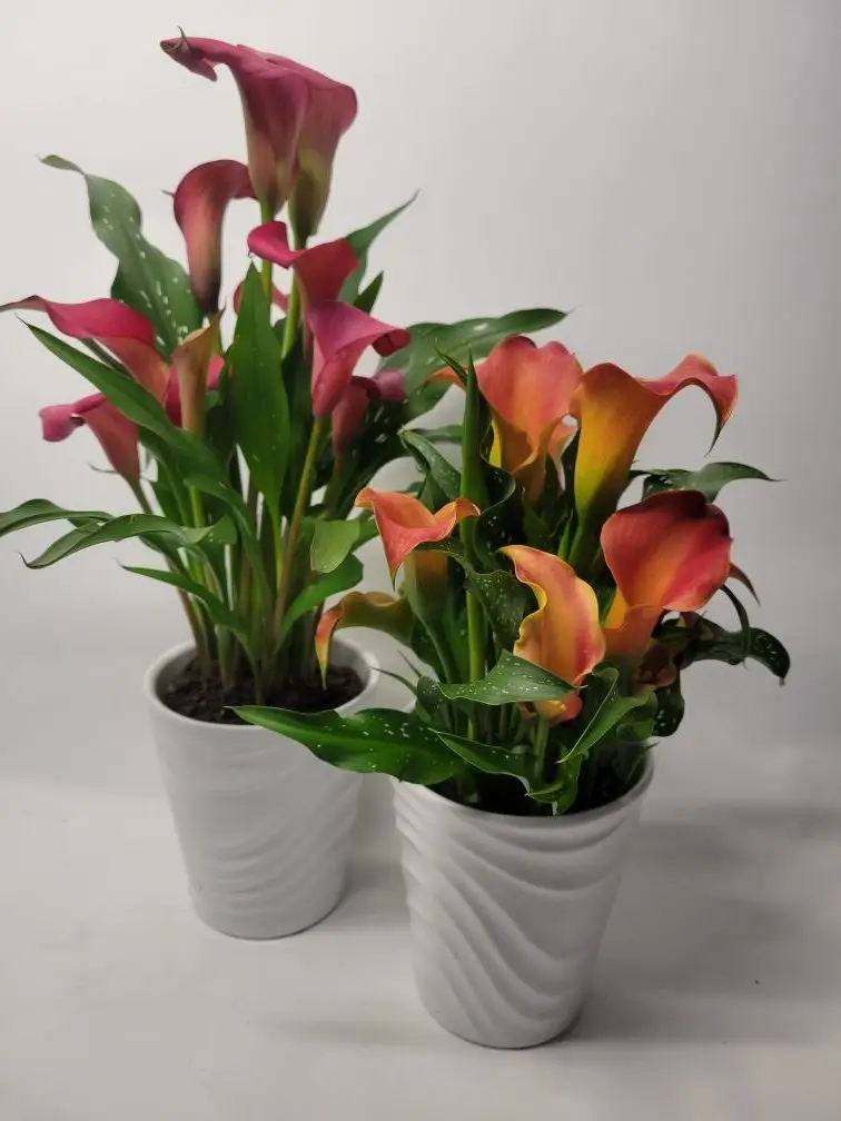 Potted Fall Calla Lily — Pike Place Flowers